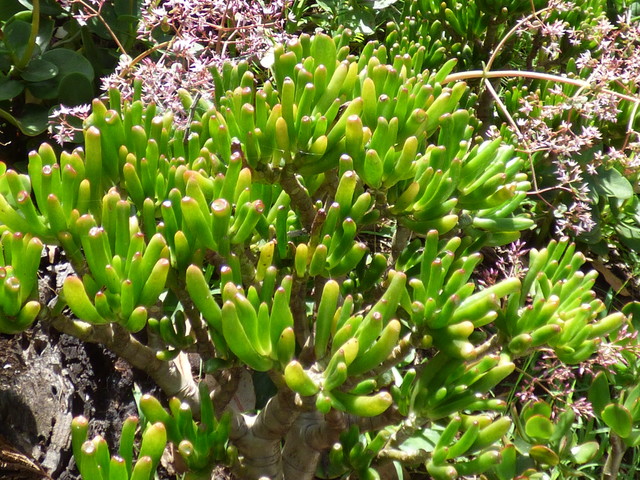 Ogre Ears Shrek ET Jade Plant Succulent PLANT beautiful Green Gollum