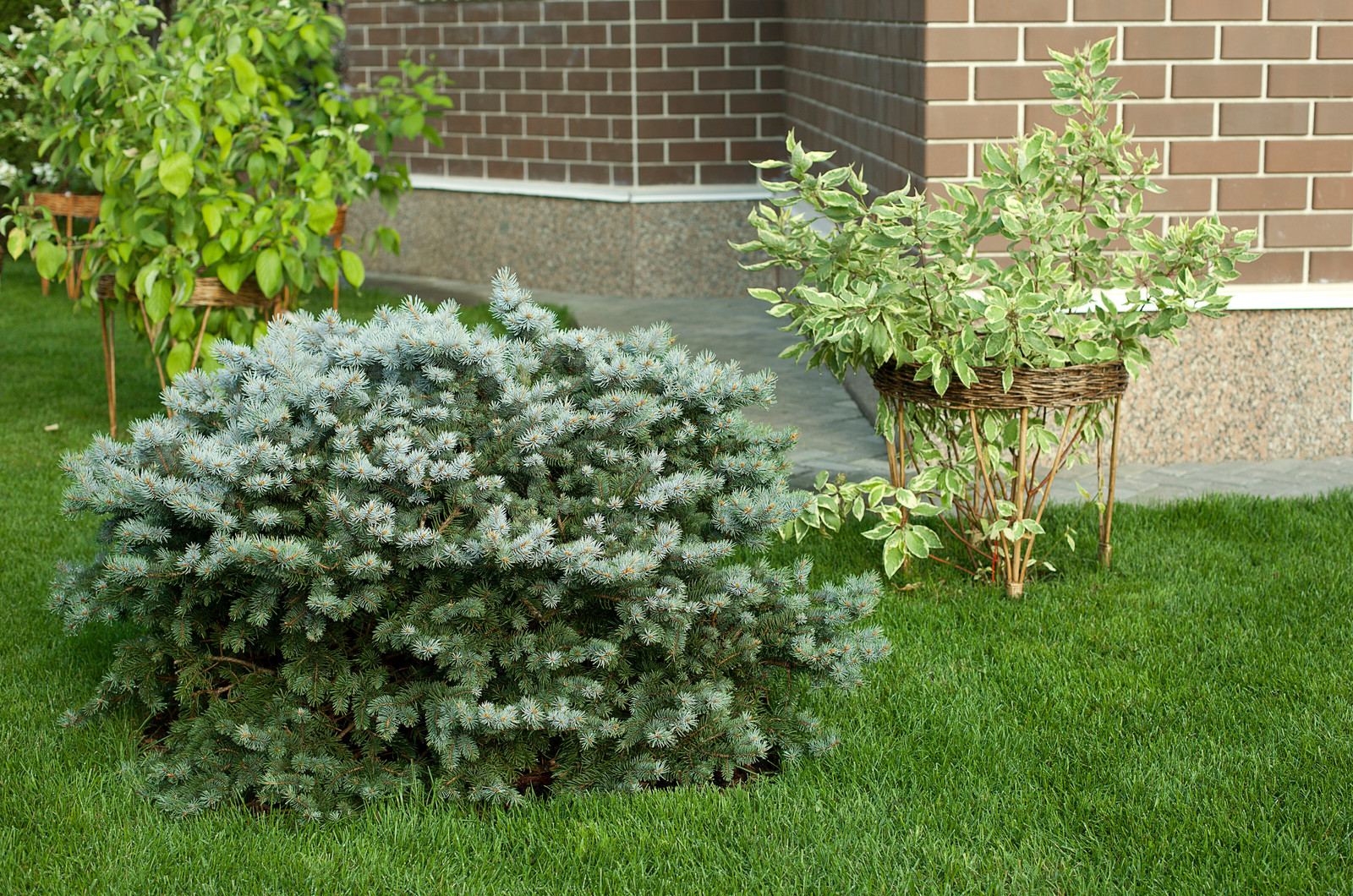 Вавиловец 1