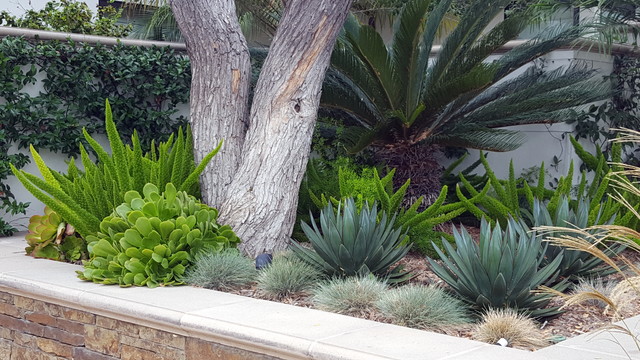 Agave Garden - Contemporary - Landscape - Orange County - by Living Gardens  Landscape Design | Houzz