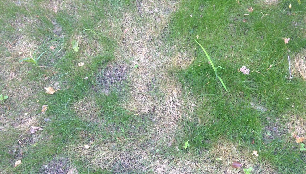 Why is my grass turning yellow?