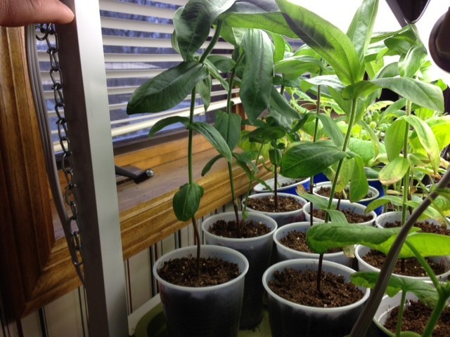 Zinnia indoors advice | Houzz Forum