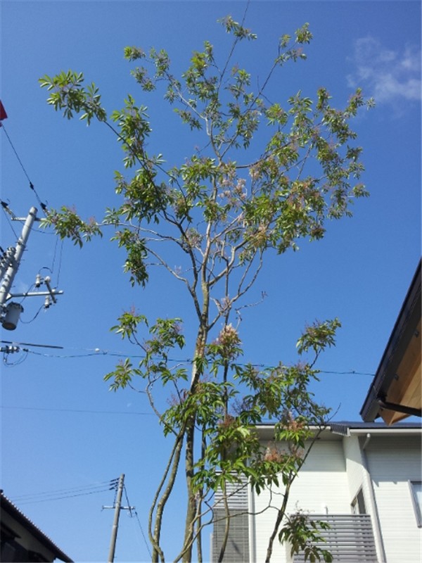 他の地域にある和風のおしゃれな庭の写真