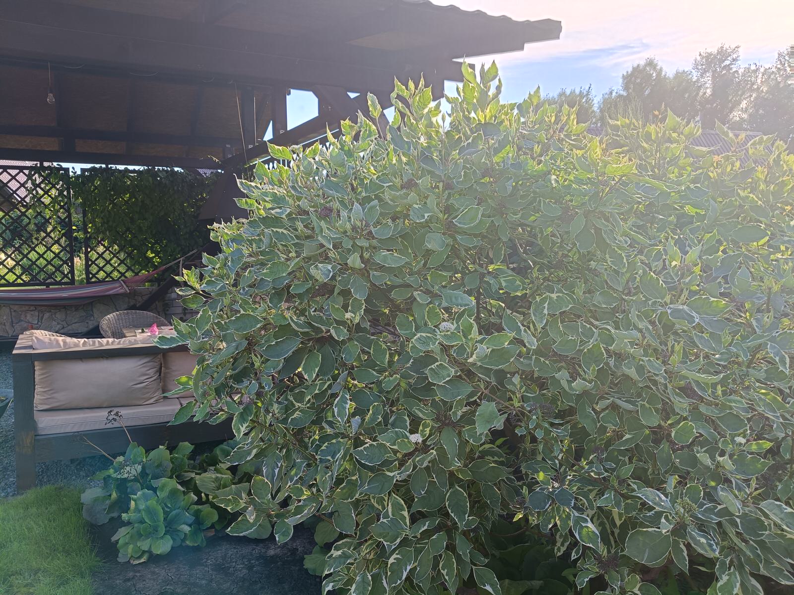 Сад в коттеджном поселке