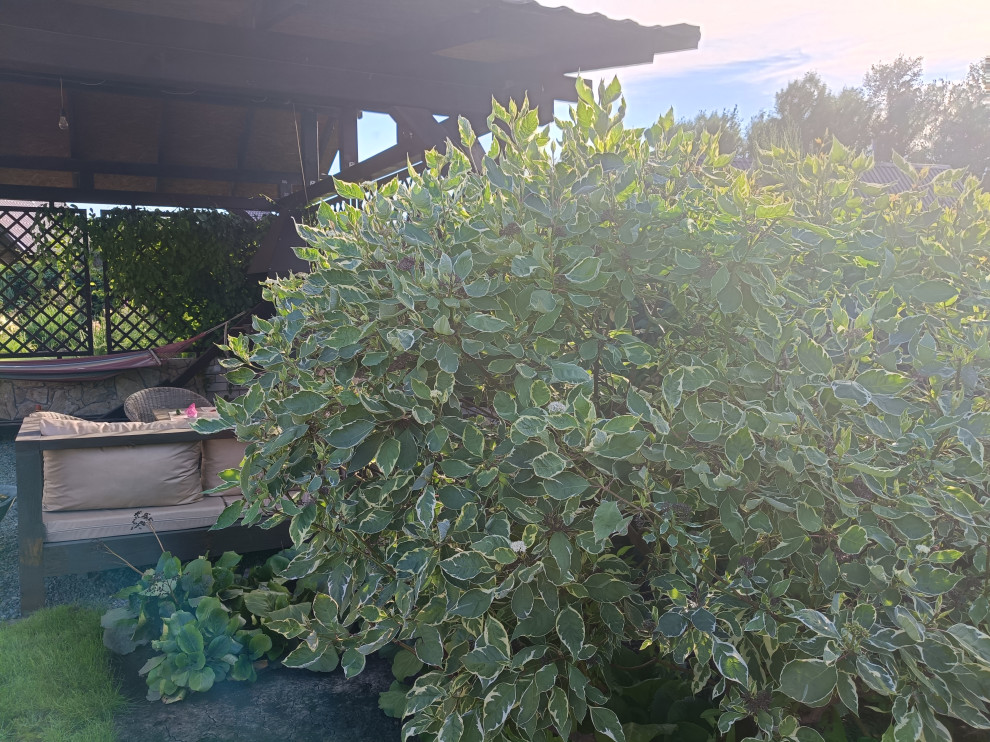 Сад в коттеджном поселке