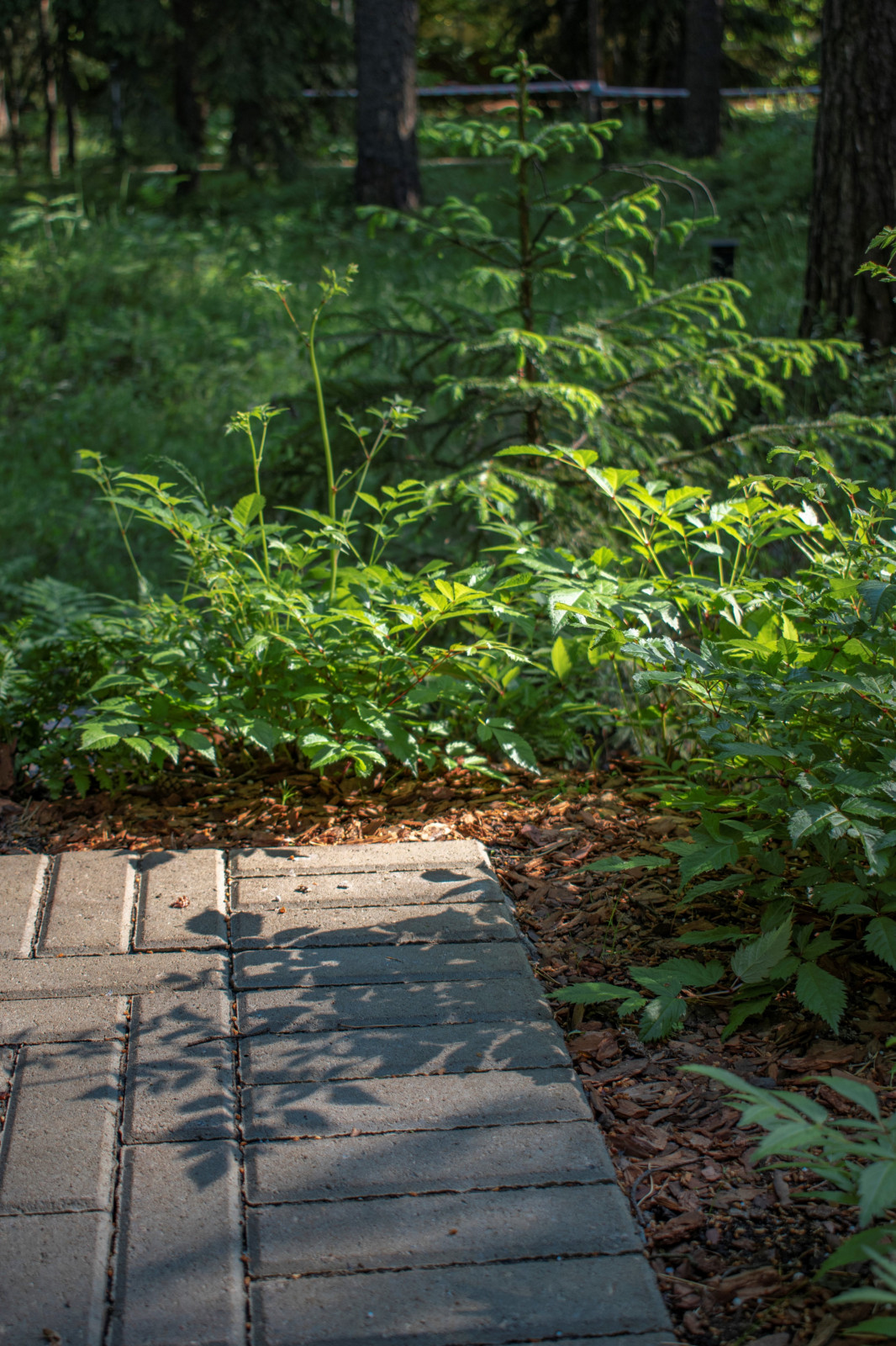 Тенистый сад