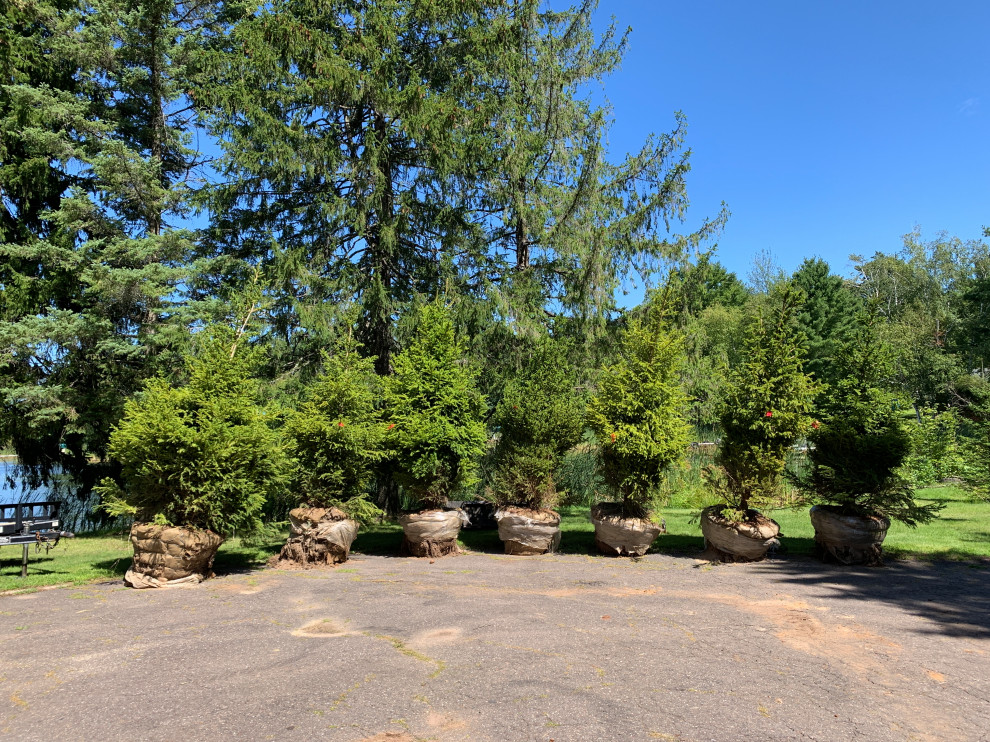 Instant Forest in Wisconsin