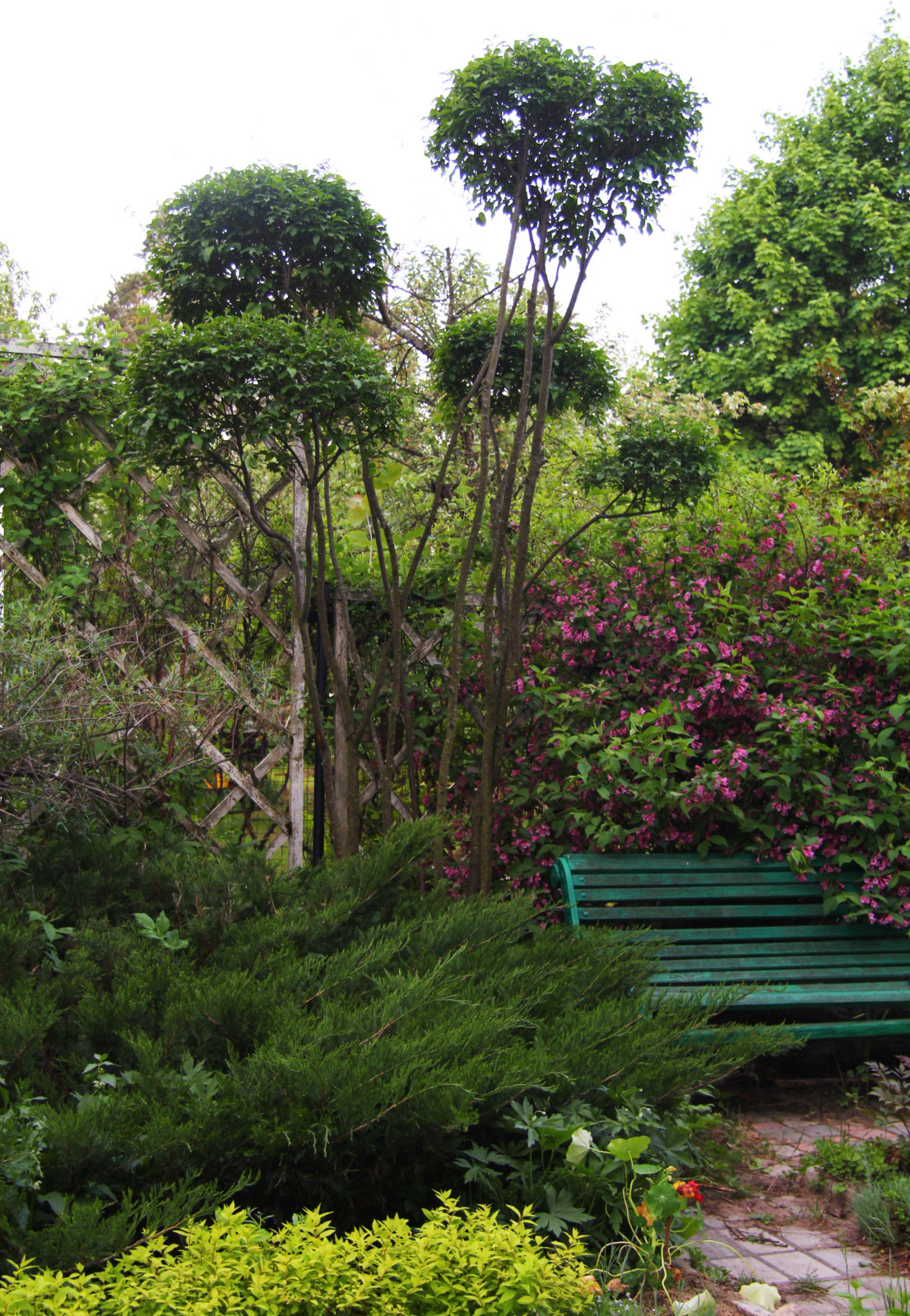 Наш сад / Our garden