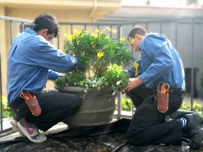 Gardeners deadheading perennial pots at Peter Atkins and Associates