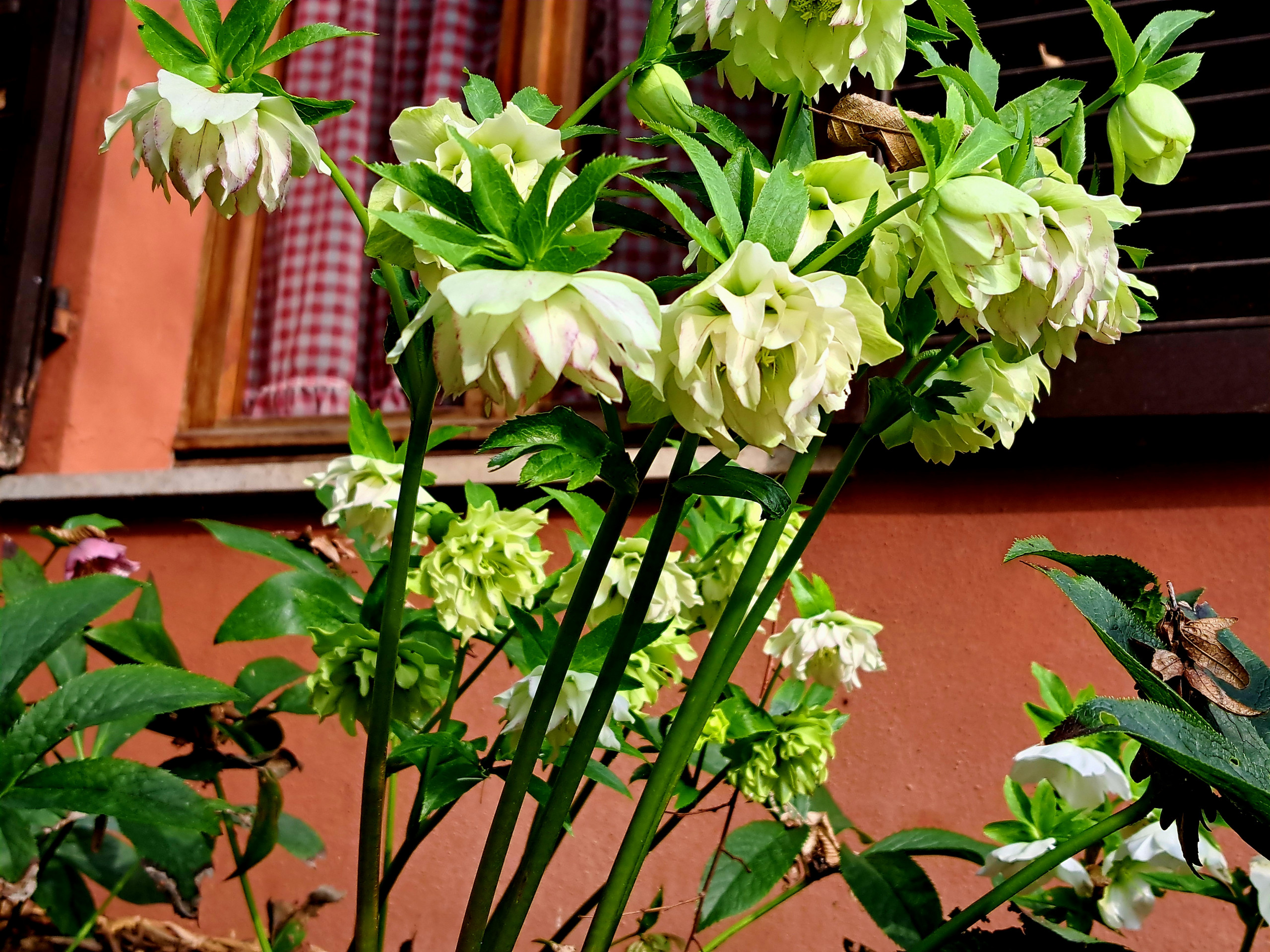 Giardino privato P.S.