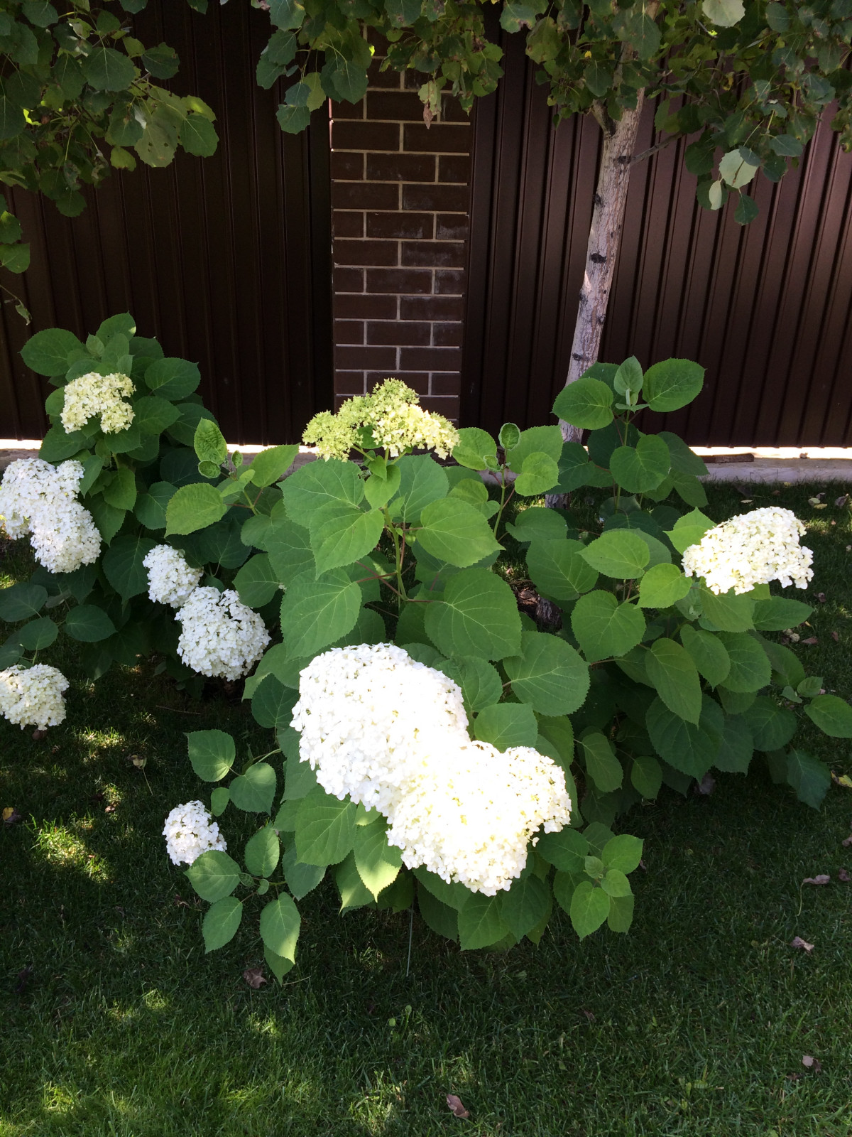 Вавиловец 1