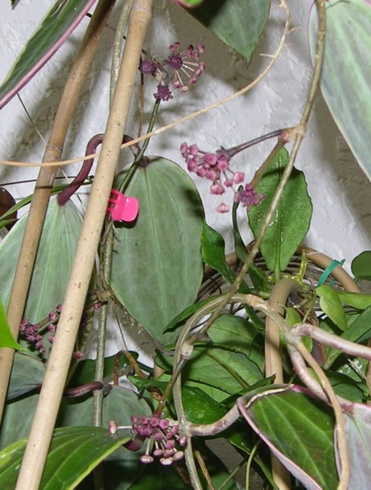 Double peducles on Hoya variegated macrophylla