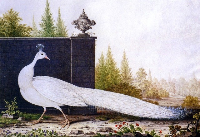 Nicolas Robert The White Peacock, 16"x24" Premium Archival Print