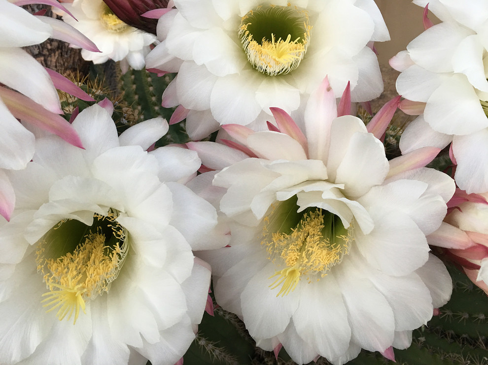 Design ideas for a southwestern landscaping in Phoenix.