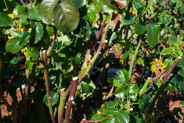 013.Rose Pruning Tips 