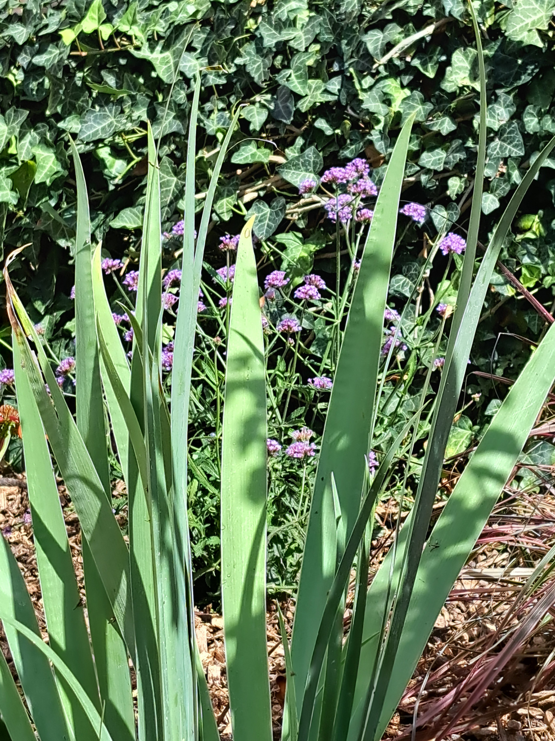 Un giardino sulle colline pavesi