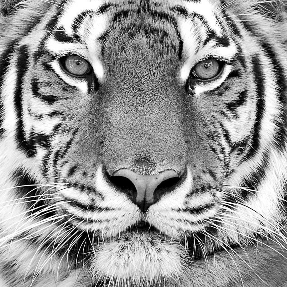 tiger-fine-art-giant-canvas-print-54-x54-contemporary-prints-and-posters-by-giant-art-houzz