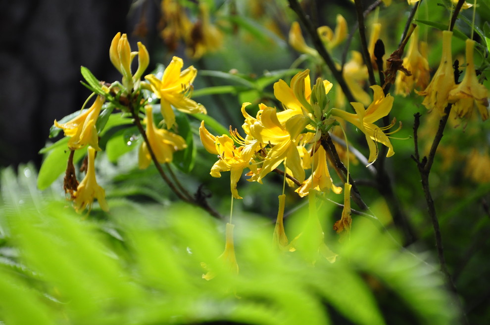 кп. "Архангельское" - Уход за садом - 100% качество!