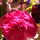 Last commented by Sharon Ellis