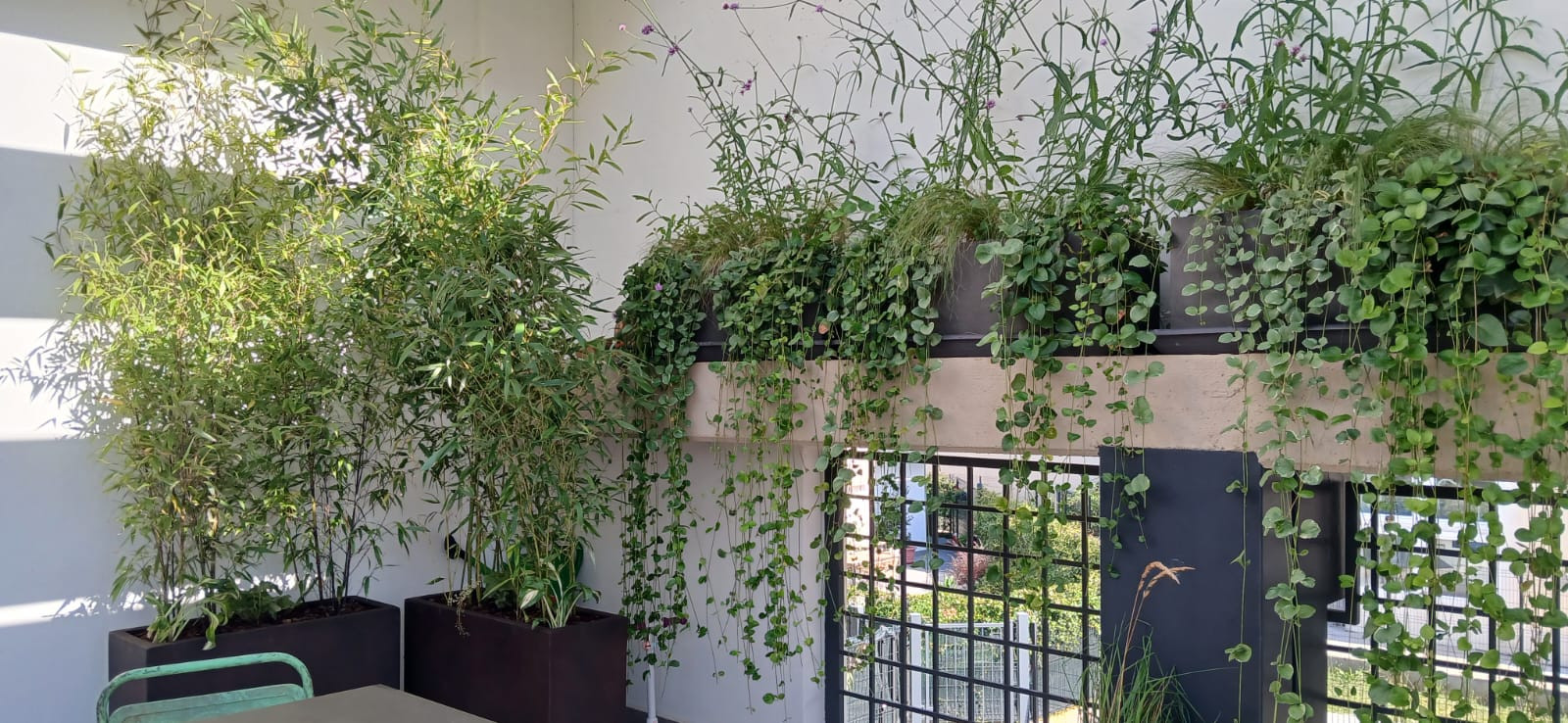 Realizzazione Wild in the city