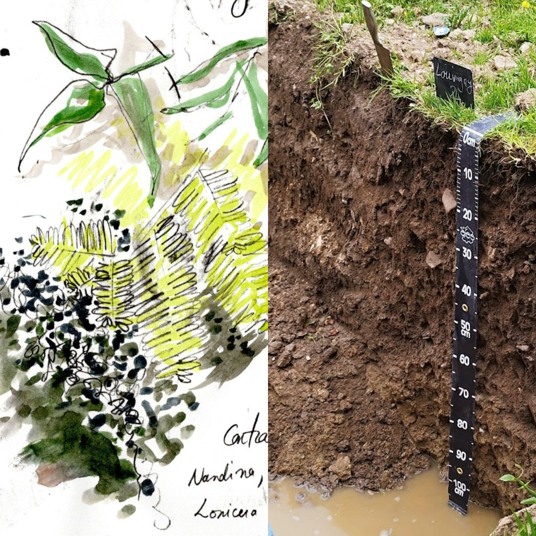 un dessin à la main et à l'aquarelle et une fosse pédologique qui montres les différents niveaux du sol