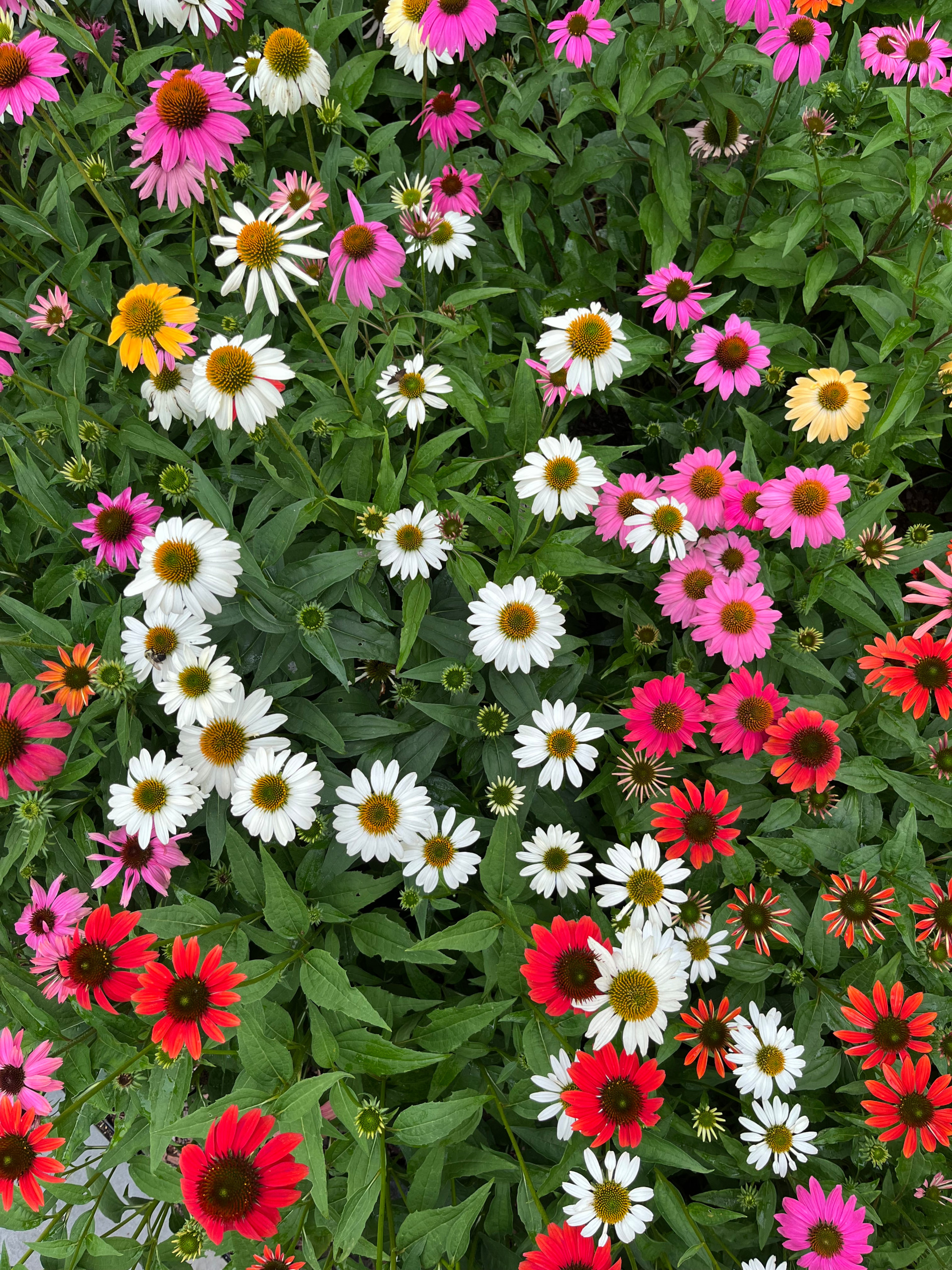 In Bloom