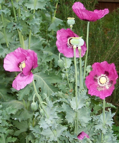 Poppies in Florida?