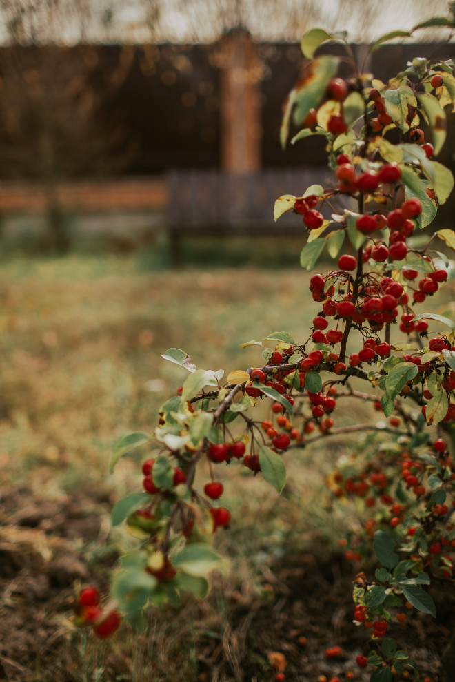 Осенний сад