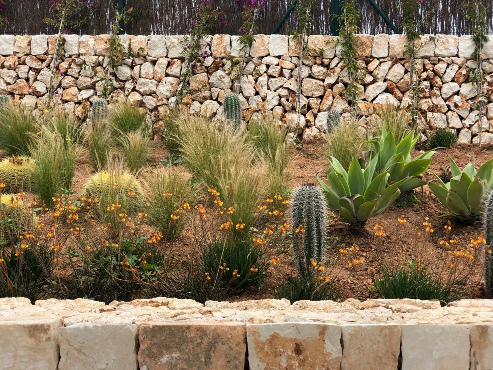Свежая идея для дизайна: маленький солнечный засухоустойчивый сад на заднем дворе в современном стиле с пустынными растениями, хорошей освещенностью и с каменным забором для на участке и в саду - отличное фото интерьера