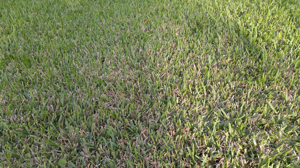 My turn, what kind of grass do *I* have