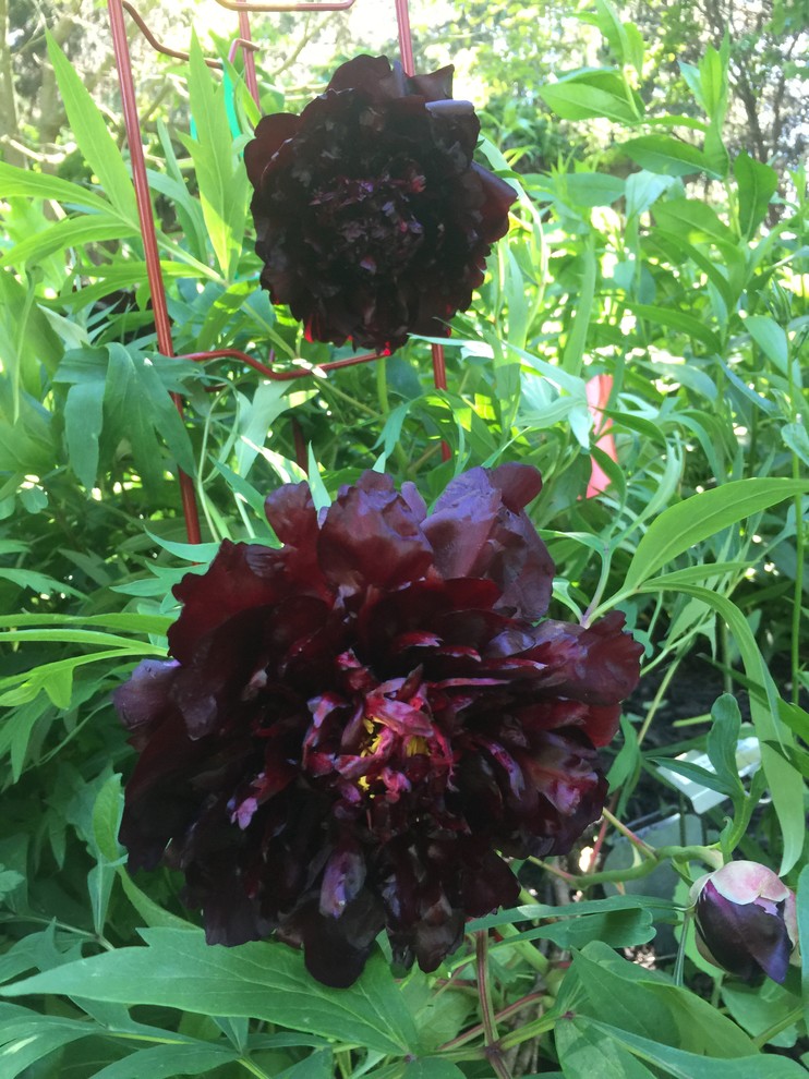 ‘Black Panther’ tree peony