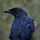 Blue Raven Interiors, LLC