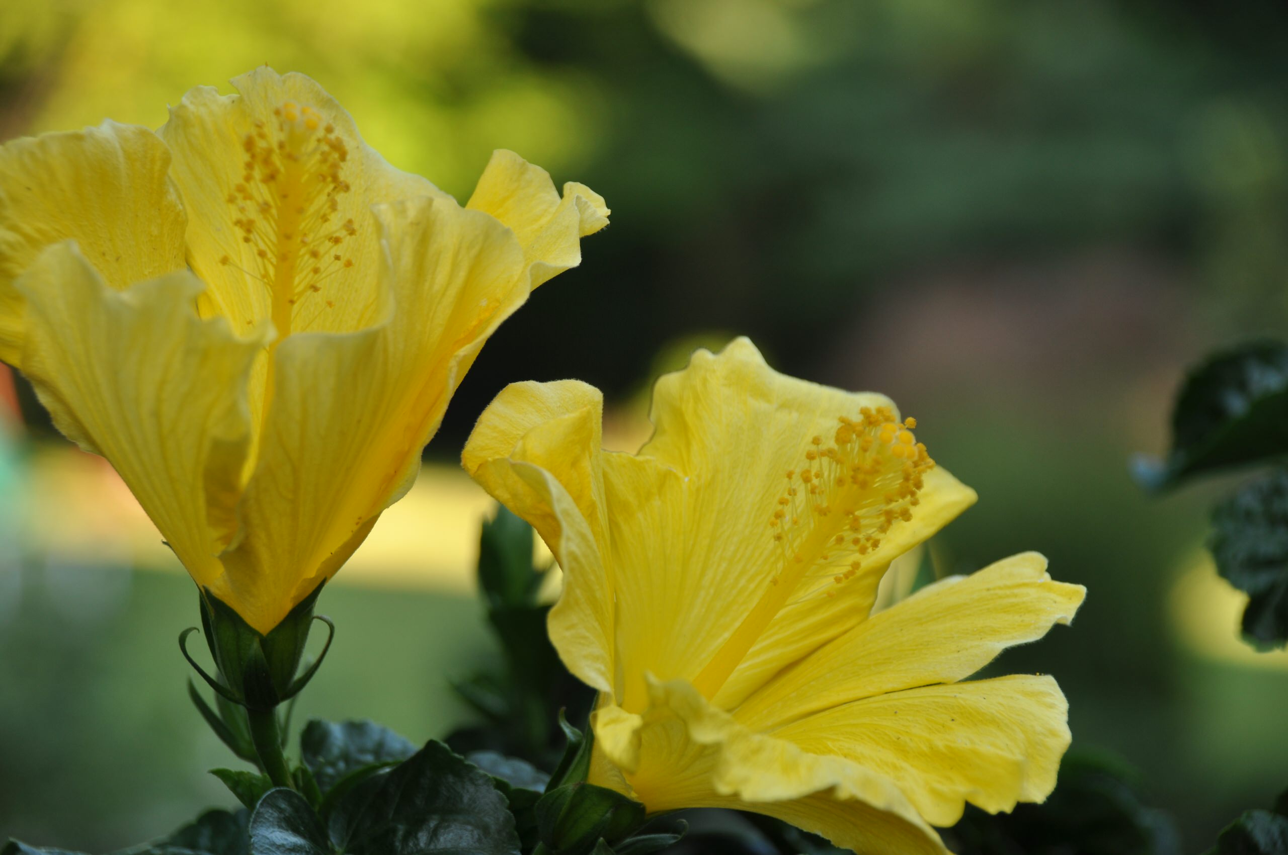 Summer Hibiscus