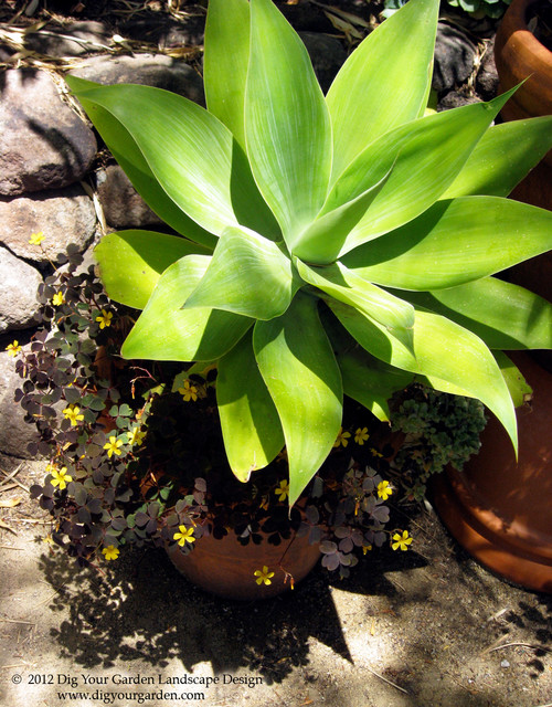 Plant Combinations for Northern California Gardens modern-garden