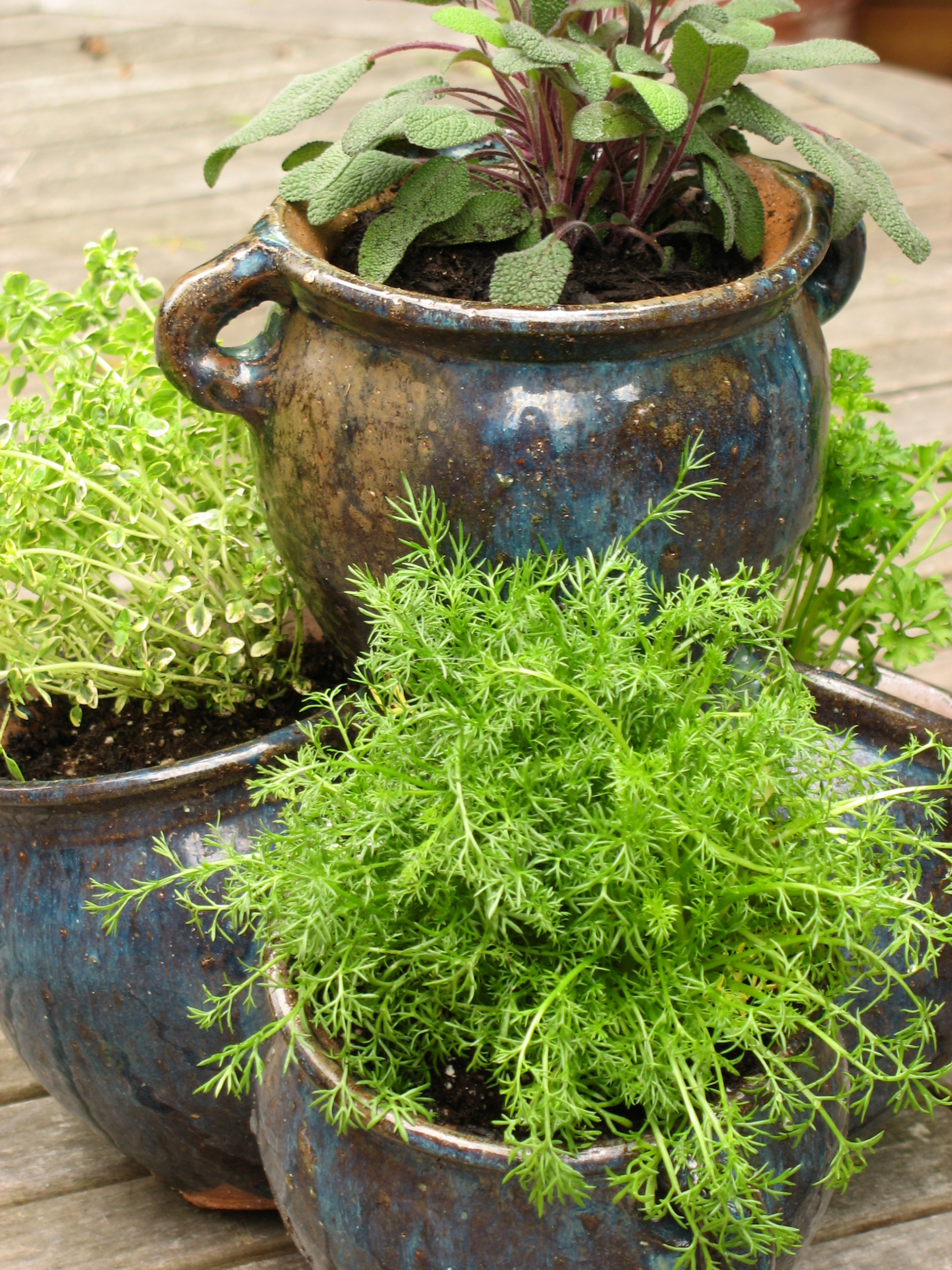 Pacific Northwest Gardener's November Checklist