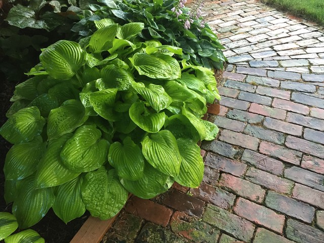 hosta 