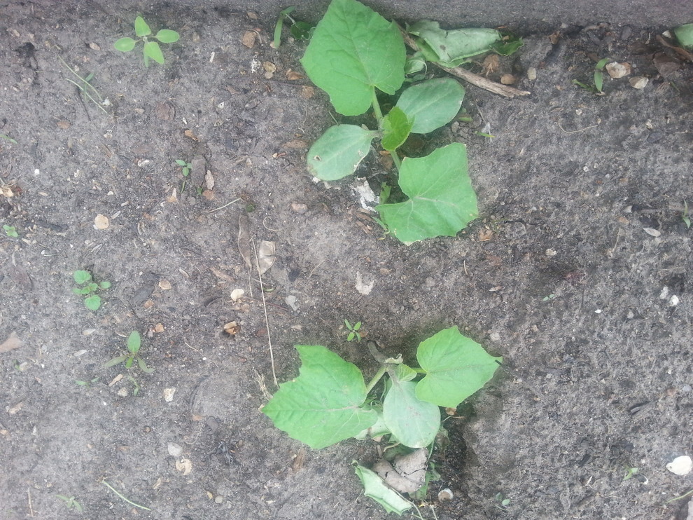 Help me identify these volunteer plants, please!