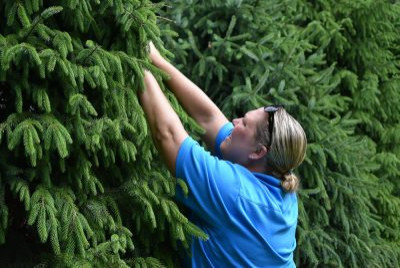 Ornamental Pruning
