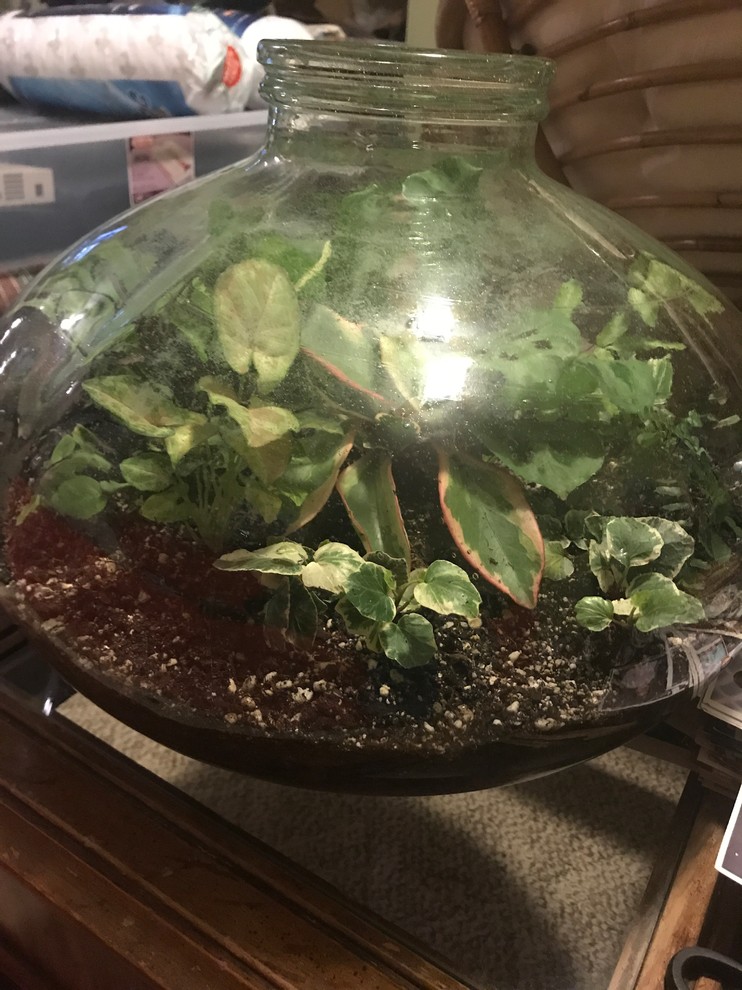 Cork Stopper for Closed Terrarium