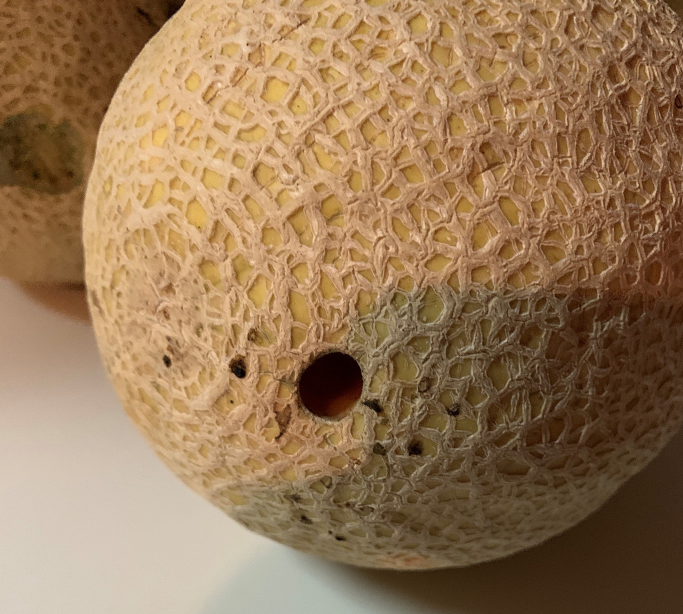 What could put an over 1" deep hole in a cantaloupe