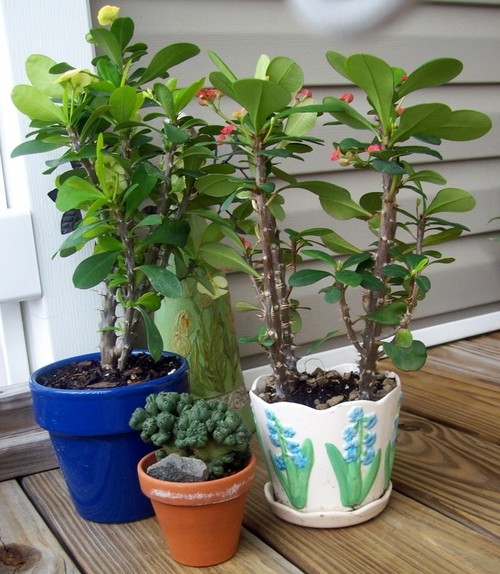 Plants Flowers Euphorbia Milii Above Are Milii Plants Also Known As Crown Of Thorns Plant With Yellow Red And Pink Flowers
