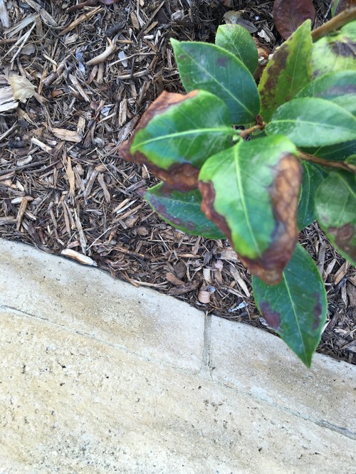 Camellia leaf browning and curling