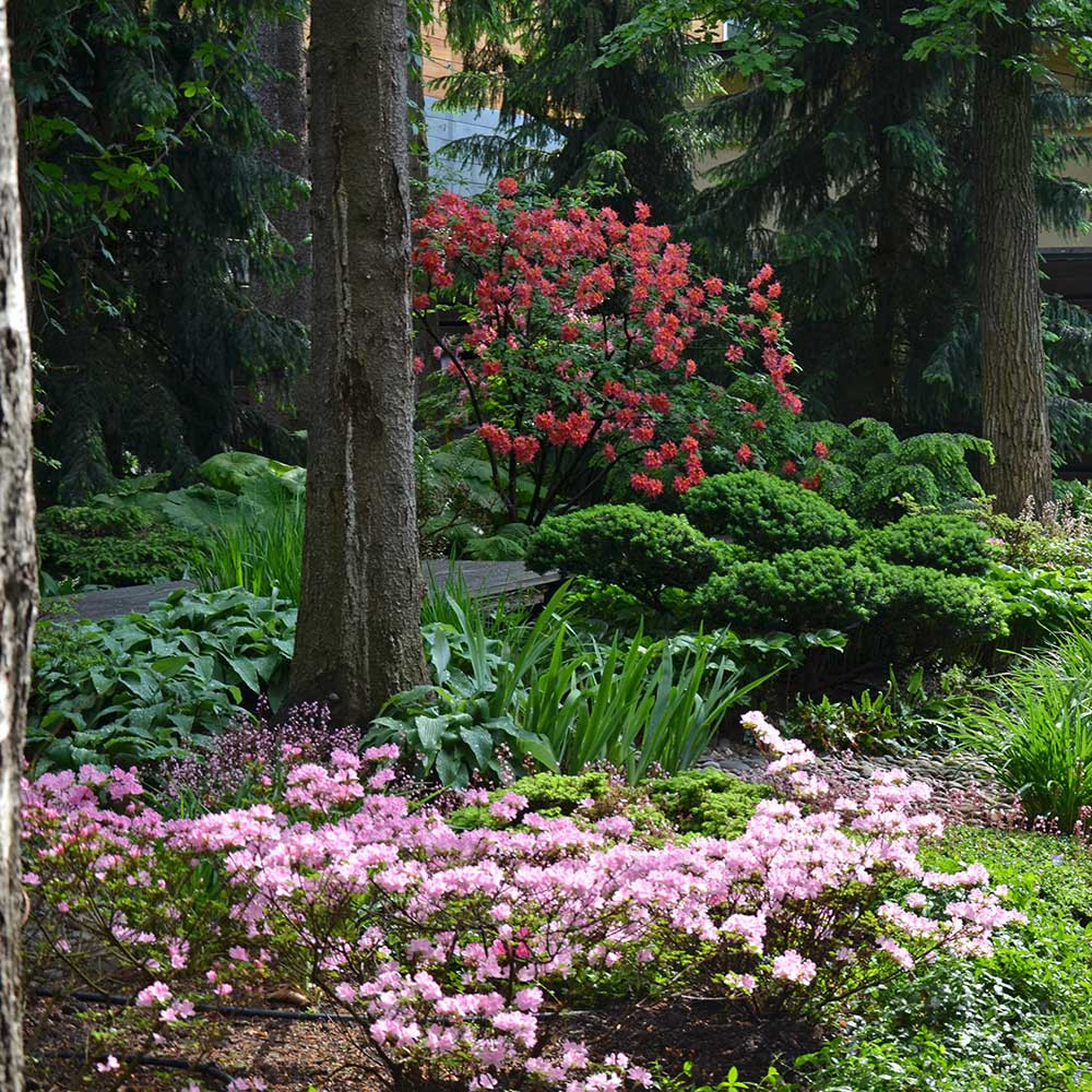Японский сад в КП Ландшафт