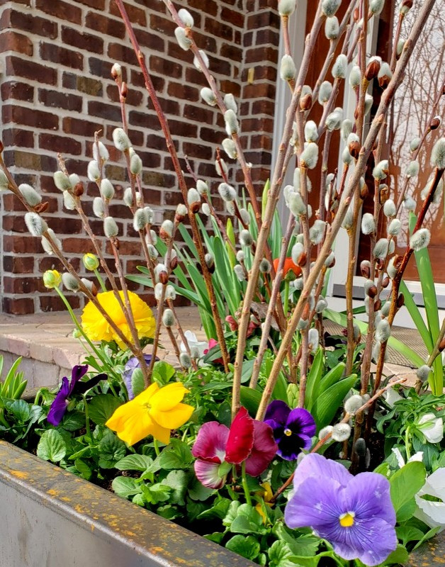 Foto di un giardino esposto a mezz'ombra di medie dimensioni e davanti casa in primavera con un giardino in vaso