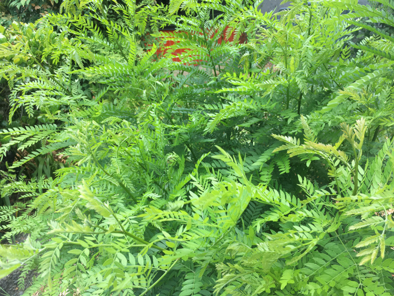 Tree ID needed invasive tree