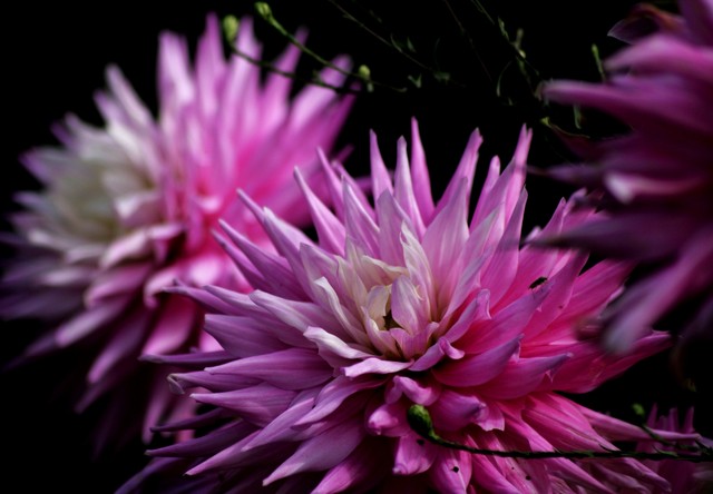 Planting Guide: How to Grow Dahlias