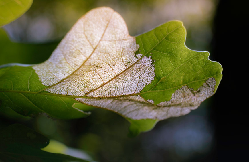 How To Protect Your Trees From Oak Wilt - Jardin - Toronto - par Five ...