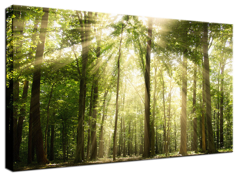 Sunlight Forest Trees Sunset SQUARE BOX FRAMED CANVAS ART Picture 