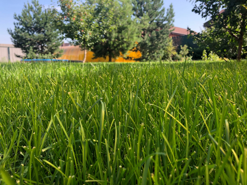 Устройство рулонного газона