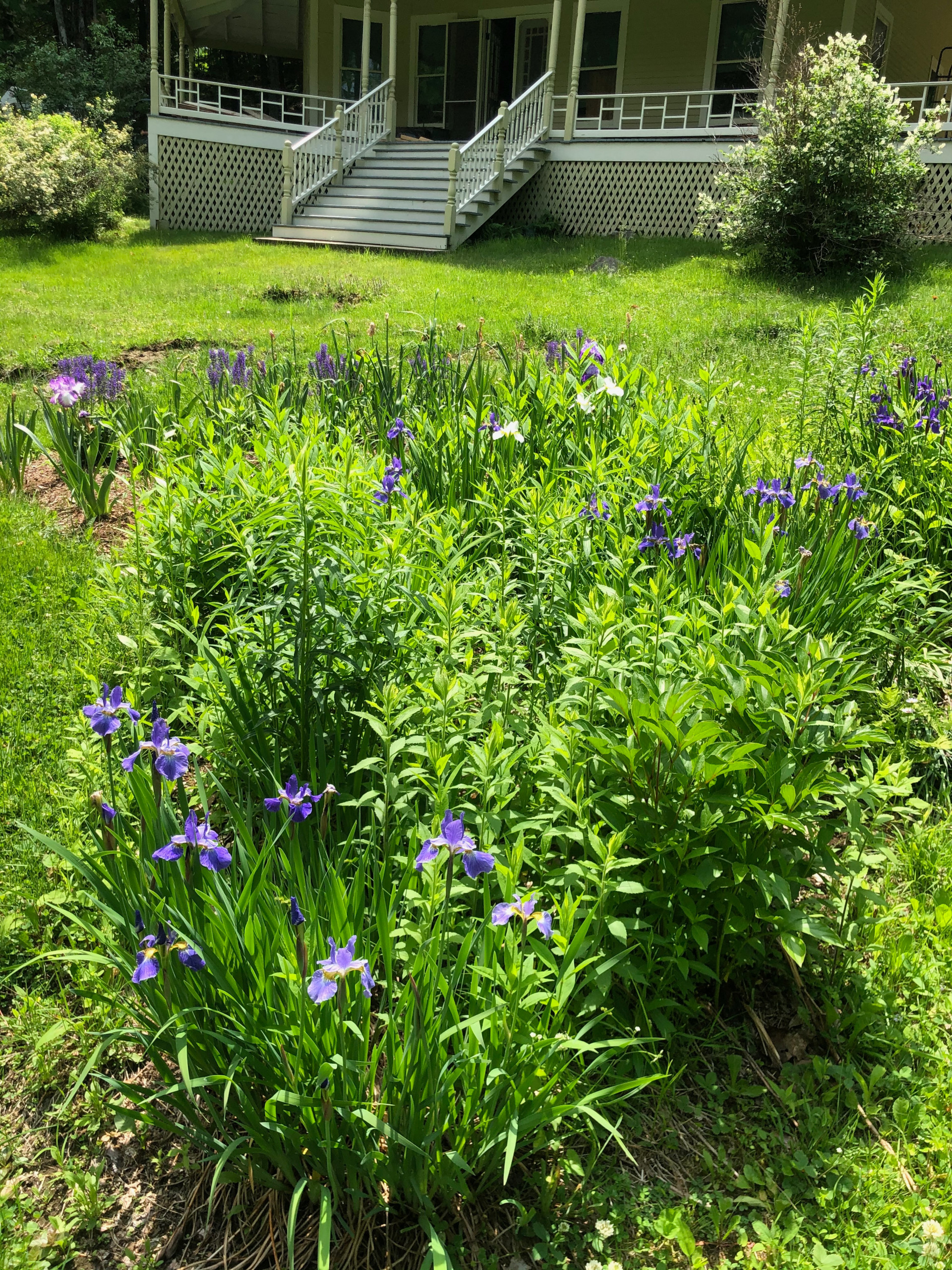 Iris blooming in late spring
