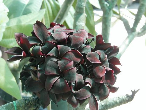 Black Plumeria?